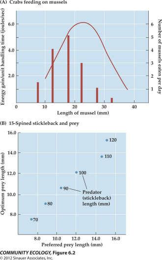 Prey quality, abundance and switching Optimal foraging model works well.