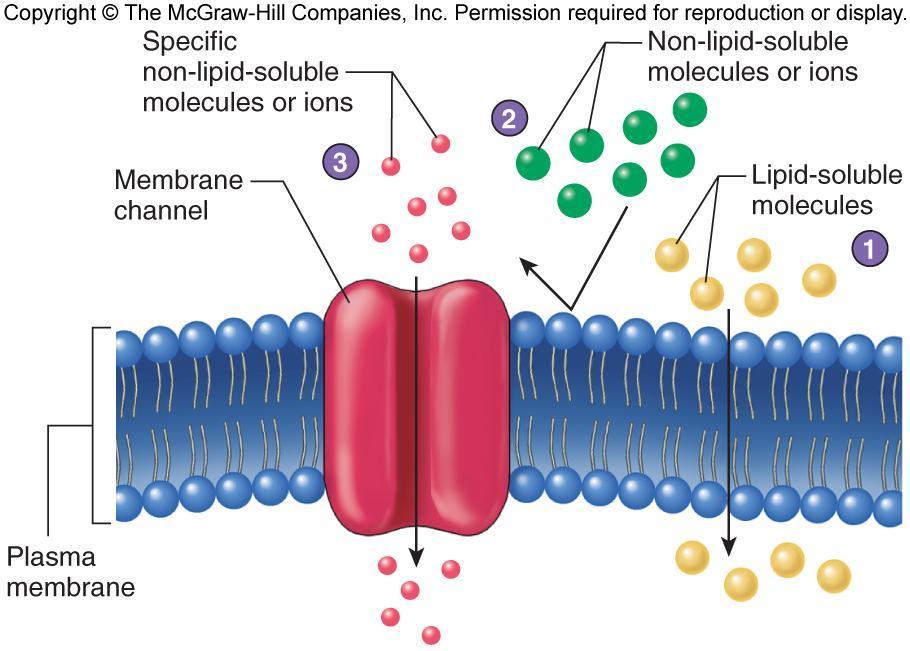 What Can Diffuse? 1. Lipid-soluble molec. diffuses directly through membrane 2.