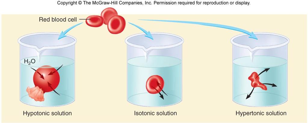 Osmotic Concentration of Solutions a) hypotonic solution with low solute conc results: swelling of RBC placed into the solution. Water enters cell by osmosis, RBC lyses (bursts).