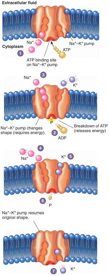 Sodium-Potassium Pump 1. 3 Na + & ATP bind to Na + -K + pump (ATPpowered). 2. ATP ADP + P, releases energy -- used to change shape of pump. P remains bound to pump. 3. Pump changes shape, 3 Na + transported across membrane, OUT of cell.