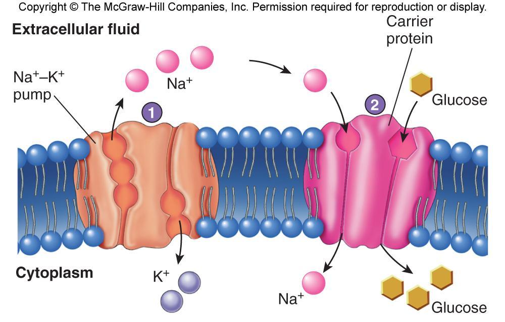 Secondary Active Transport Symport of Na + and Glucose 1. Na + -K + pump maintains high conc. of Na + outside the cell (vs. inside). 2.