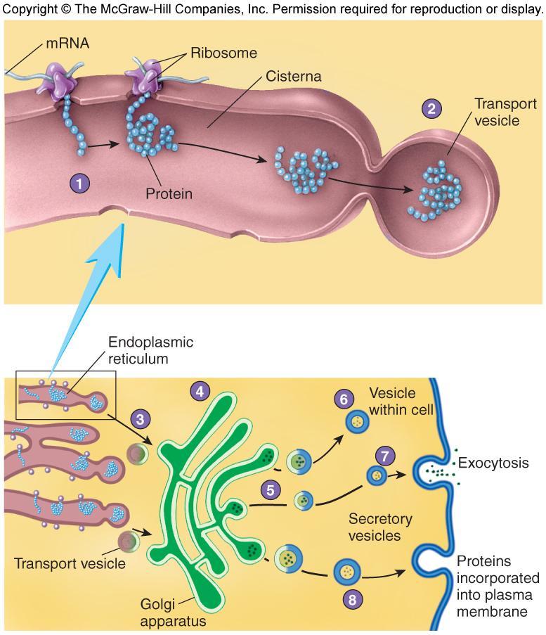 Function of the Golgi Apparatus 1. Some proteins produced at ribosomes on RER and transferred into cisterna 2. proteins surrounded by vesicle from membrane of ER 3.