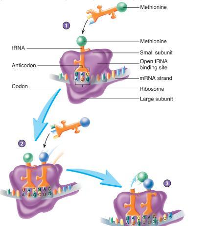 Steps of Translation 1.Ribosome binds to mrna-- has 2 binding sites for trna. **1 st codon is ALWAYS AUG (start codon), which codes for methionine. Codon and anticodon bind.