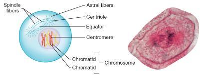 Prophase 2. Prophase: chromatin condenses into chromosomes. Centrioles move to opposite ends of cell, nucleolus and nuclear envelope disappear.
