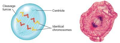 Anaphase 4. Anaphase: chromatids separate, each chromatid is then referred to as a chromosome. Chromo # is double, 2 identical sets of chromos.
