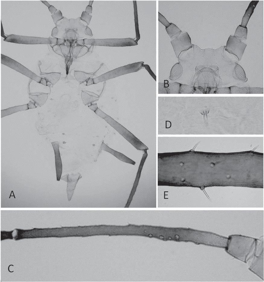 326 Florida Entomologist 96(2) June 2013 Fig. 1. Apterous viviparous female: A, habitus; B, head; C, III antennal segment; D, dorsal seta on III abdominal segment; E, setae on hind tibiae.