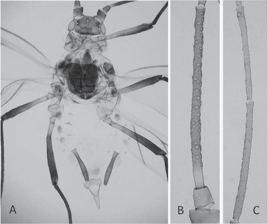 Mier Durante et al.: Ucrimyzus villalobosi, a New Aphid Genus and Species 327 Fig. 2. Alate viviparous female: A, habitus; B, III antennal segment; C, IV and V antennal segments.