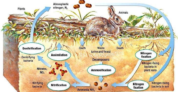 6 The Nitrogen Cycle The main source of nitrogen is the atmosphere.