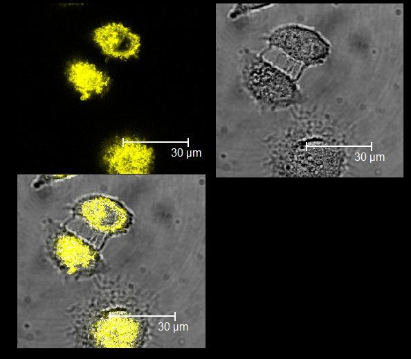 7. The Confocal fluorescent images of HeLa cells incubated with AuNCs@SiO 2 @GQDs Figure S6 Confocal