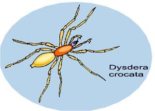 Spider #5 Phylum Class Order Family Genus Species