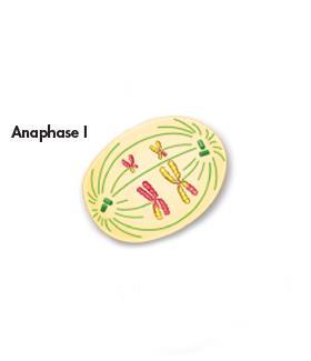 Metaphase I and Anaphase I During anaphase I, spindle fibers pull each homologous chromosome pair toward