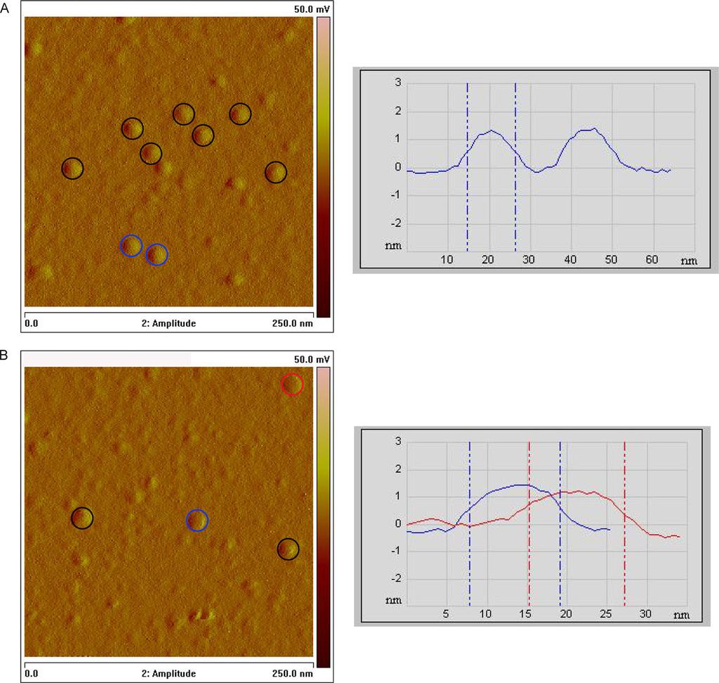 FIGURE 2. Tapping mode AFM images of ASC oligomers. Left, shown are amplitude images of ASC oligomers (circled)atph7.0(a) and ph 3.8 (B).