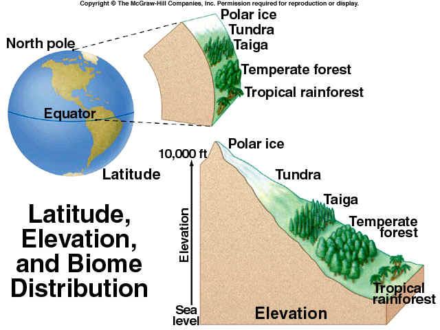What has the same effect on the distribution of biomes on a local scale? Altitude (elevation) has a similar effect on the distribution of biomes, but on a local scale.