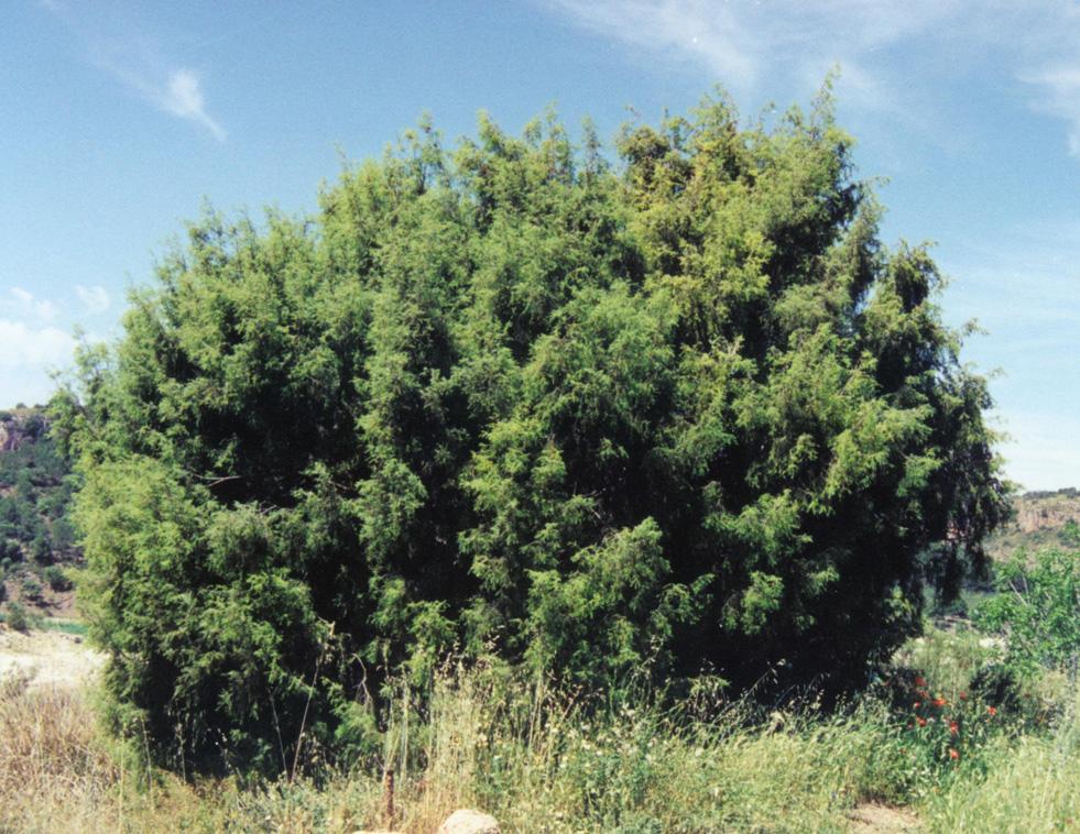 , 2005, Adams and Tashev, 2012). The leaf oil of J. deltoides is lower in α-pinene and higher in limonene compared to J. oxycedrus. The oil of J.