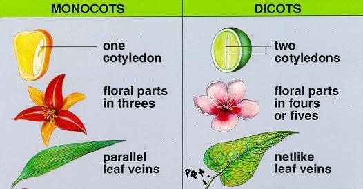 Grass vs Forb Grass: Flowers-not showy, are usually the same color as the leaves and stems Leaf veins run parallel