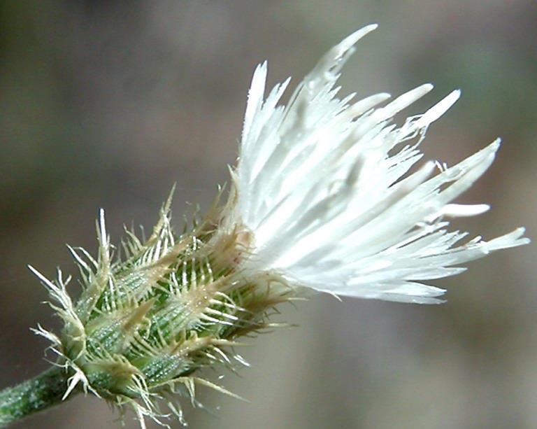 For knapweeds (Centaurea spp.