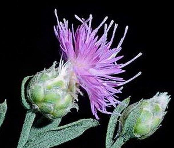 The bracts that appear below the purple petals of the spotted knapweed flower have black tipped