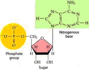 o Understand the construction of carbohydrates from subunits [1-2-1 ratio]. o Explain the significance of starch, glycogen, cellulose, and glucose in living things. Lipids.