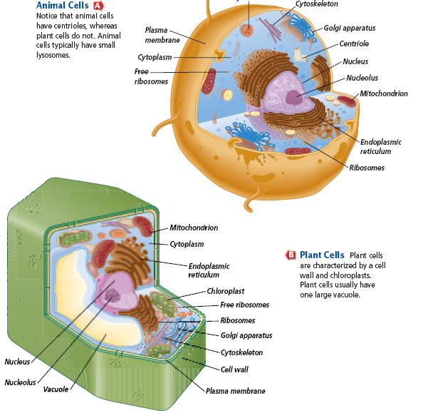 2.02 Investigate and describe the structure and functions of cells including: Cell organelles.