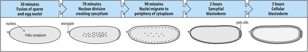 Early Drosophila Cleavage Nuclei migrate to periphery after 10 nuclear divisions.