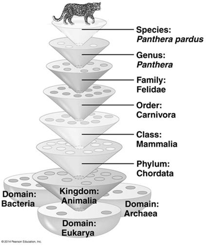 Hierarchical Classification Linnaeus also introduced a system for grouping species in increasingly broad categories the taxonomic groups from broad to narrow are domain, kingdom, phylum, class,