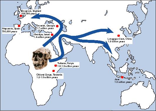 Early hominin fossils have been found only in Africa, so it seems that hominins were restricted to