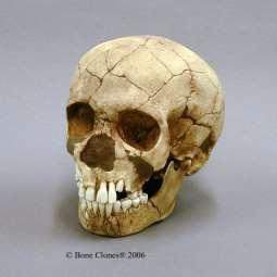Neandertal child