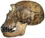 Discoveries from East Africa have established Homo erectus by 1.