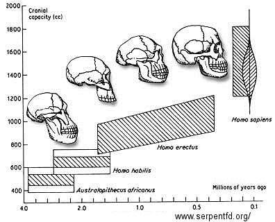 Cranial capacities 700 cm 3 to 1250 cm 3 Brain size closely linked with overall body size H.