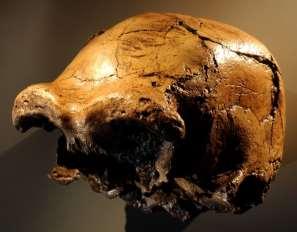 Middle Awash of Ethiopia, date 1 mya Complete cranium more like Asian H.