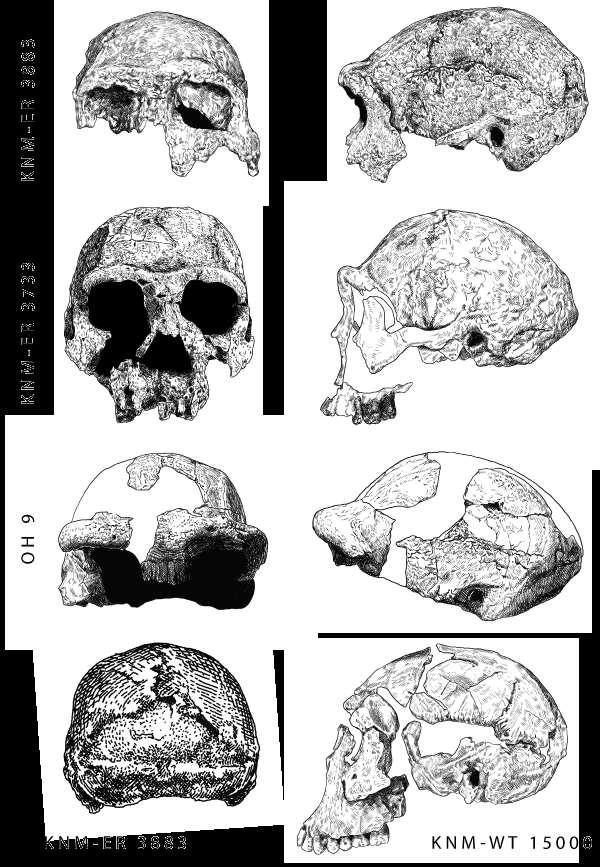 Early fossil Homo erectus from Africa KNM-ER 3833, from Koobi Fora, Kenya, 1.6 million years old KNM-ER 3733, from Ileret, Kenya, 1.