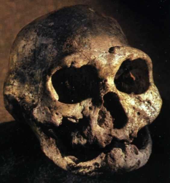 Skull found of an older individual No teeth and