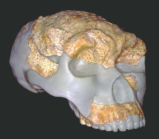 Reconstructed cranium of Homo erectus from Lantian, China, dated to approximately 1.