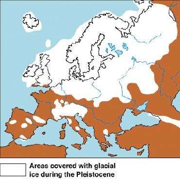 [780,000 ya to 125,000 ya] Most of premodern hominins lived during Middle Pleistocene Known as Ice Age because of massive continental glacial fluctuations Hominins at this