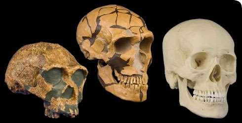 Earliest premodern humans had several H.