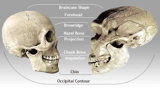 Had more derived features that were closer to H. sapiens than to H.