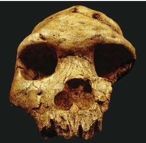 Bodo cranium Cut-marks on bone Earliest hominin on