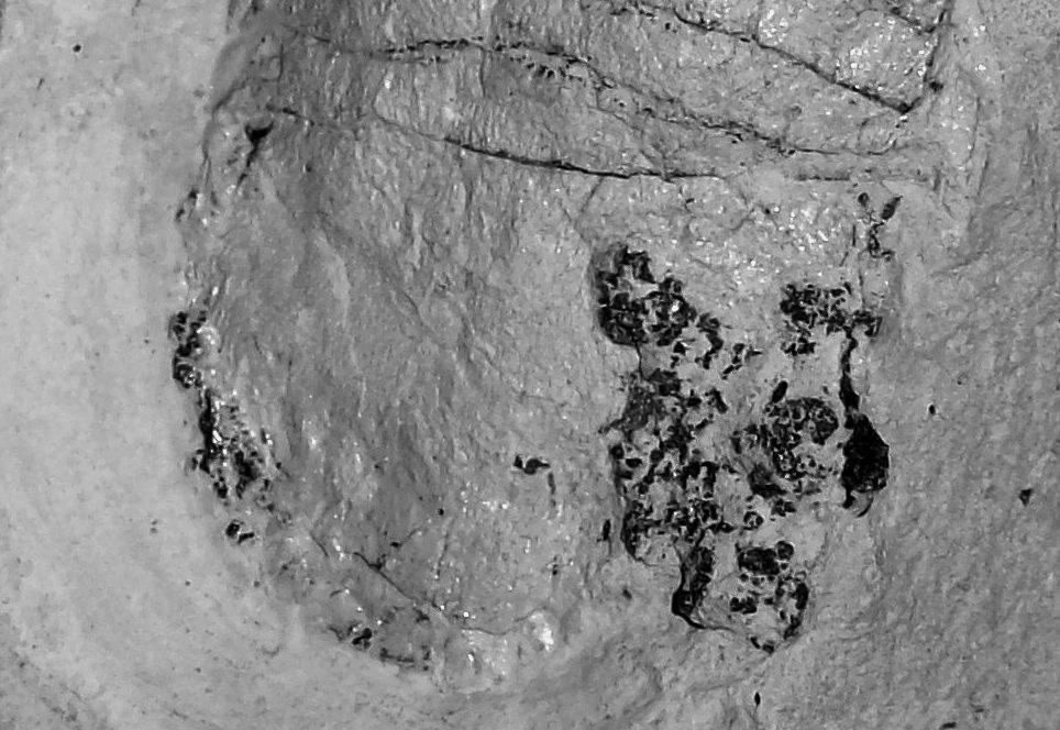 24 Giovanni Pasini & Alessandro Garassino Fig. 2 - Palaega picena n. sp. Holotype/Olotipo, N 34. Detail of the pleotelson./dettaglio del pleotelson. (x 4.5).