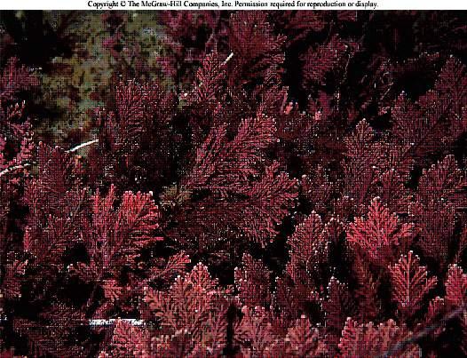 Corallina spp. is one of the red coralline algae representatives (yes, this one is red). Algae in the Phylum Rhodophyta are very diverse.