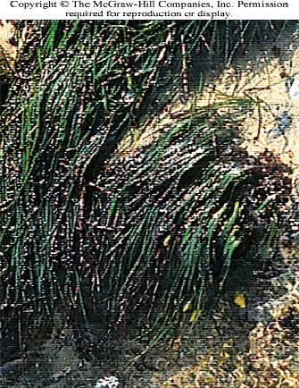 A related species of surf grass, Phyllospadix scouleri. This one occurs in areas of mixed sand and rock.