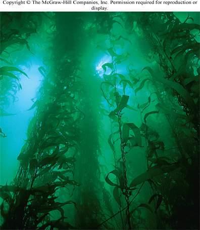 depths. The site of photosynthesis for terrestrial plants is the chlorophyl in the leaf, while the site of photosynthesis for marine algae is the entire plant.
