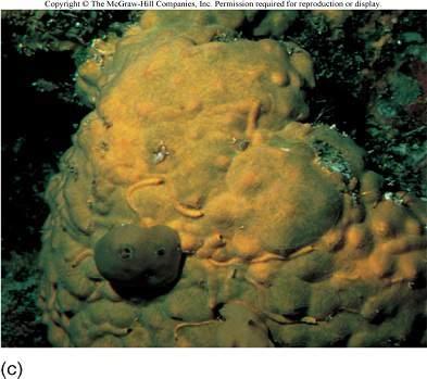 C) Ceratoporella nicholsoni, a sclerosponge or coralline sponge