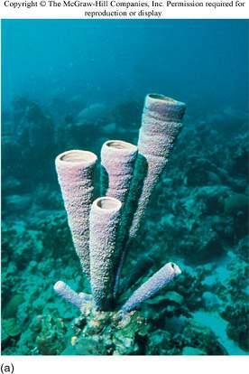 (A) Verongia archeri, one of the exquisite glass sponges from the deep