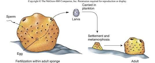 Sexual reproduction in many marine sponges involves gamete