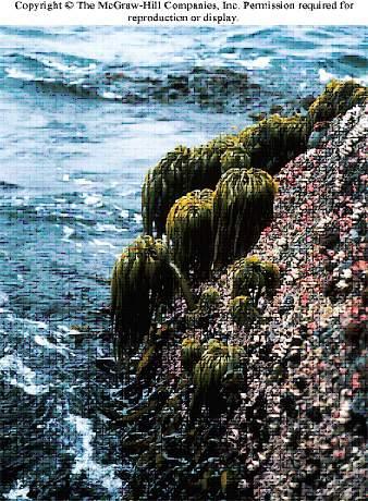 The sea palm, Postelsia palmaeofomis, is a brown algae that commonly occurs on rocky shores exposed to high