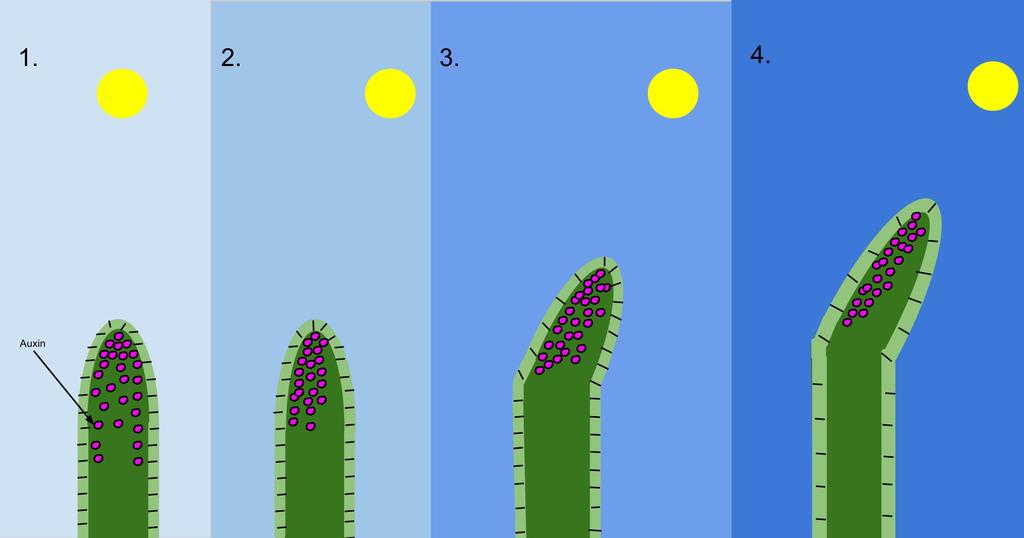 11. What features of a plant might affect the net rate of photosynthesis?