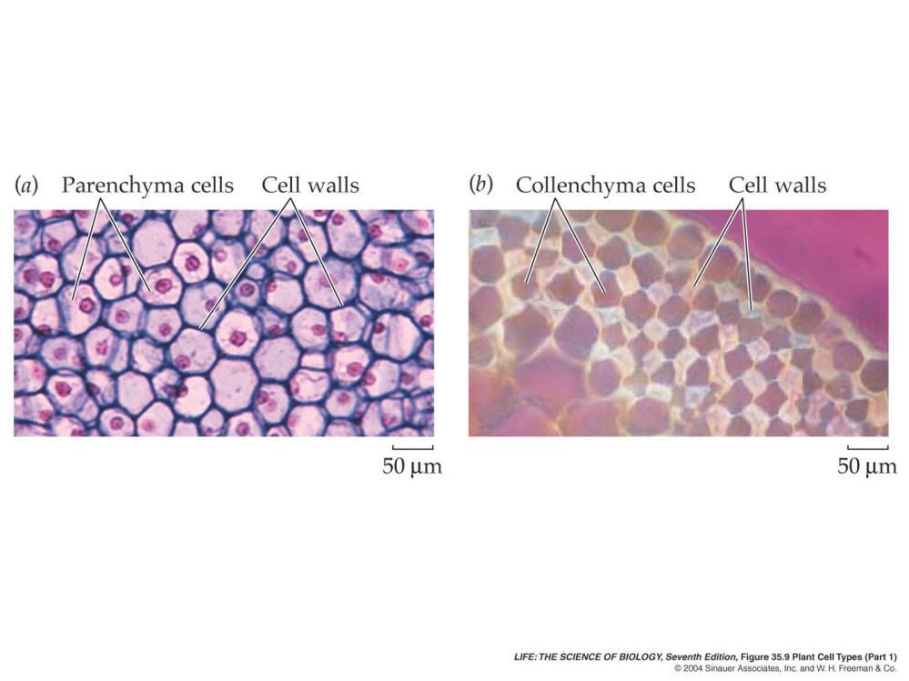 Plant Cell Types (Support and Storage) Parenchyma cells are the most numerous type of cell in young plants. Parenchyma cells usually have thin walls and large central vacuoles.