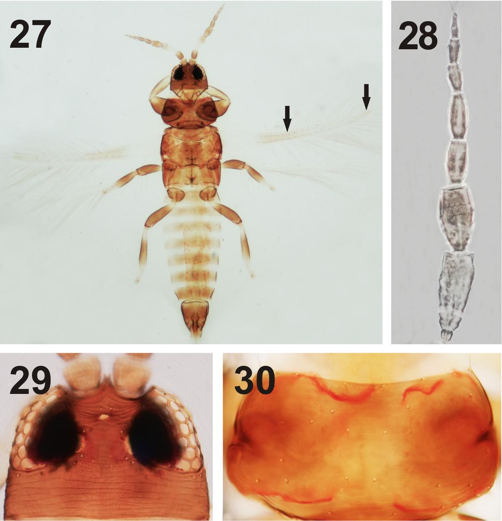 FIGURES 27 30. Lenkothrips sensitivus. (27) male (arrows show the darkened areas on fore wing) ; (28) antenna; (29) head; (30) pronotum. Material examined.