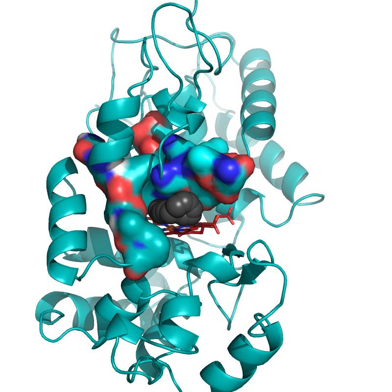 A Figure S10: Water accessible cavity (black surface) in HRP (pdb: 1atj). 3 The cavity volume, estimated with Caver 1 corresponds to approx. 60 Å 3.