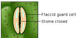 water follows; TURGID cell = stomata OPEN Loss of K